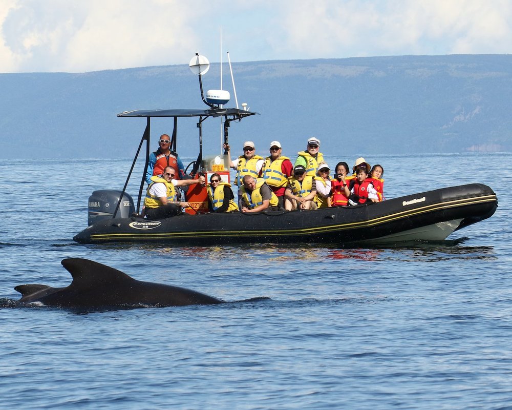 THE 5 BEST Cape Breton Island Dolphin & Whale Watching Tours