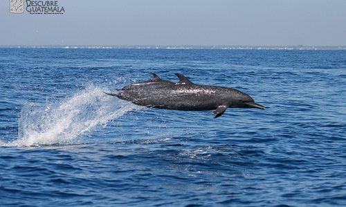 Avistamiento de delfines en costa pacífica de Guatemala