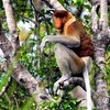 orangutangreentour