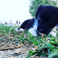 Passignano Dog Beach