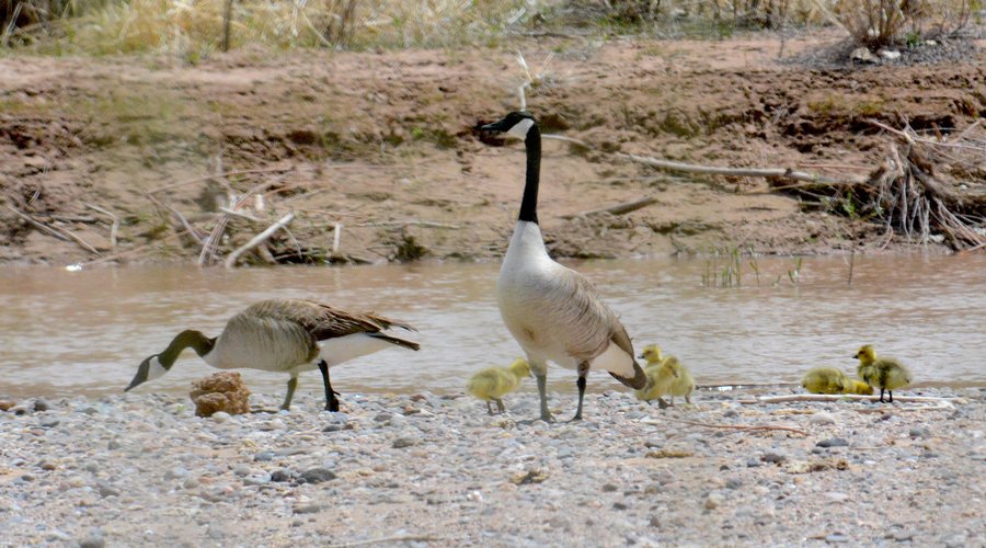 Canada Goose family at Willow Creek (parents and goslings)
