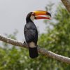 Pantanal Discovery