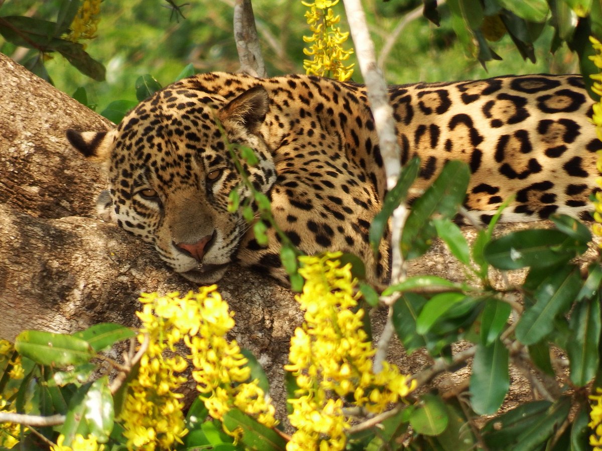 pantanal tour cuiaba