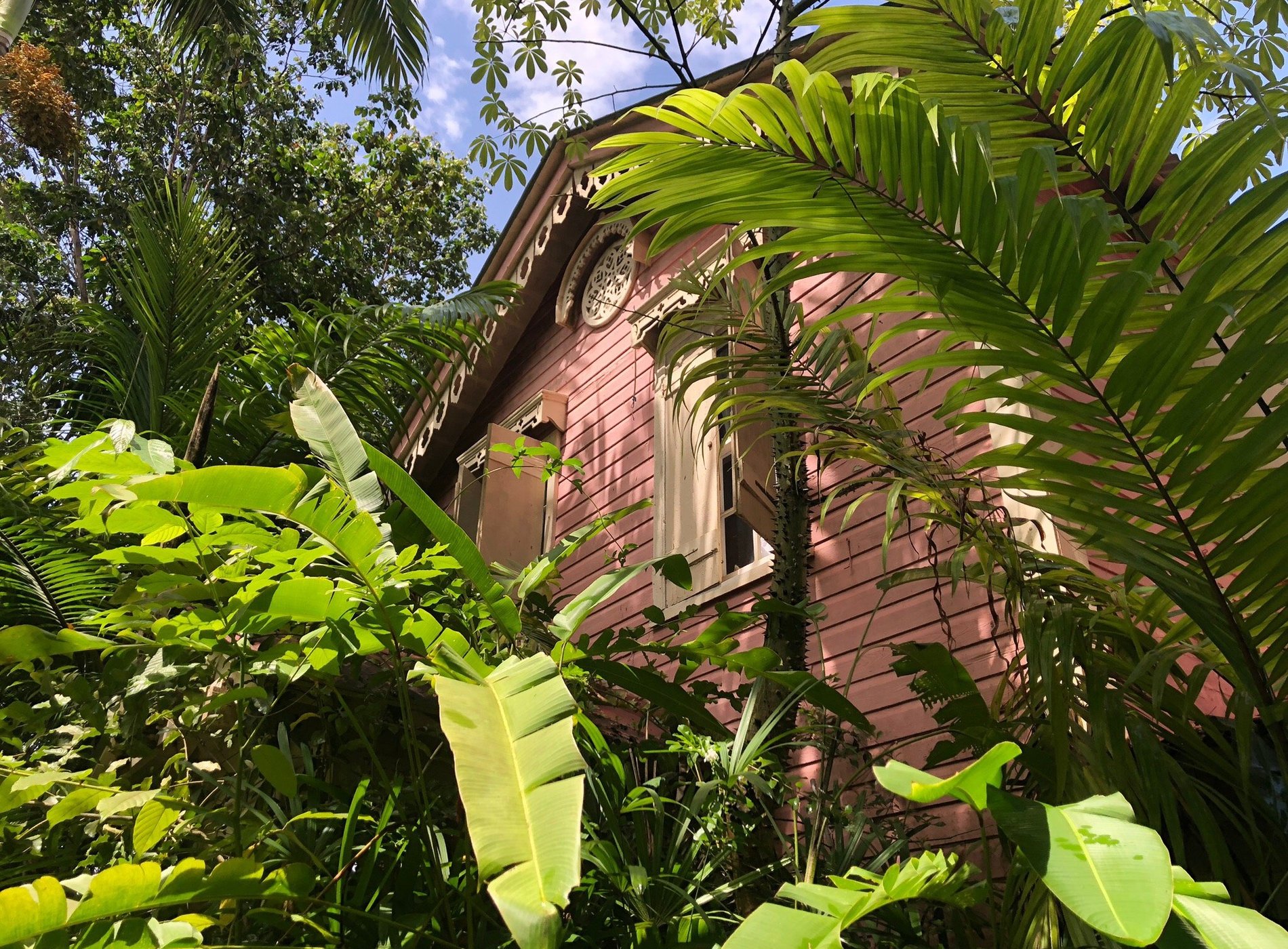 Pink Plantation by Google