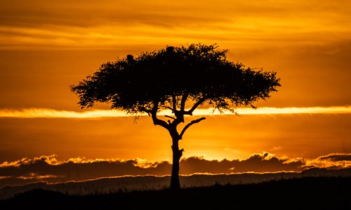 Catching the sunrise in Masai Mara is always exceptional.