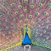 Fynbos Guest Farm and Animal Sanctuary