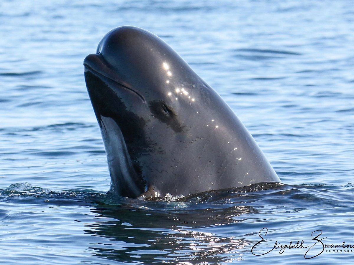 captain zodiac whale tours