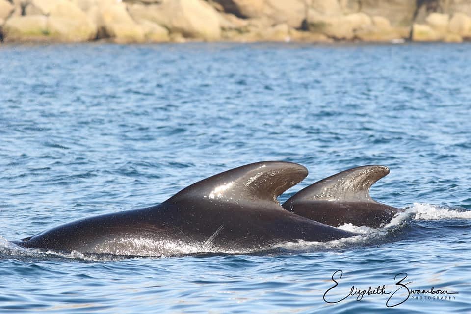 captain zodiac whale tours