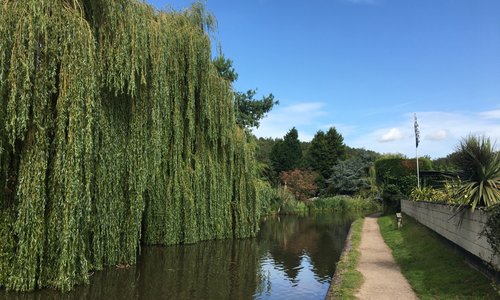 Birmingham and Fazeley Canal. Lovely view with bordering weeping Willow tree.