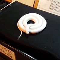 生きた白蛇を目の前で見られます