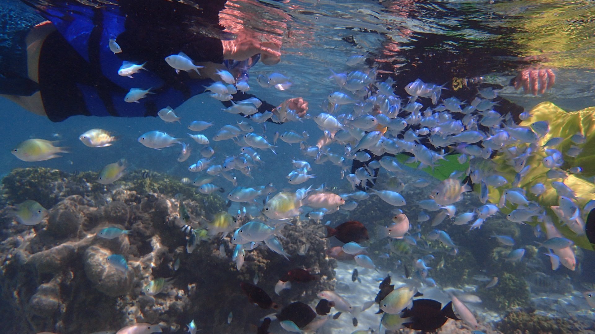 ocean safari guam