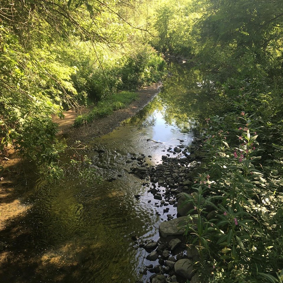 BIRKDALE RAVINE (Toronto) - 2022 What to Know BEFORE You Go