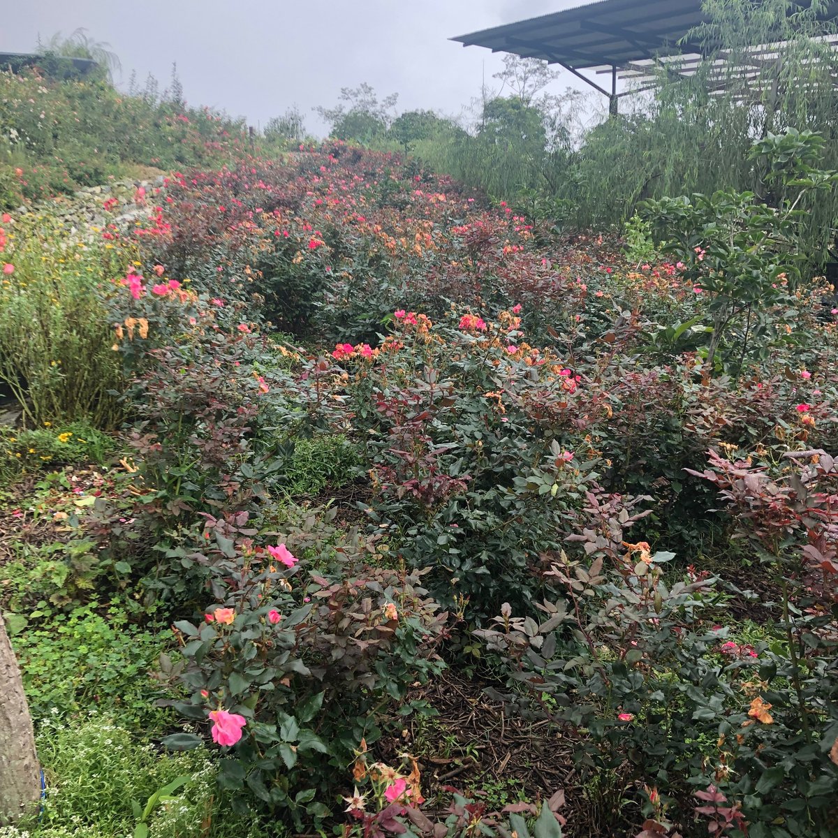 ROSE GARDEN, SOLOPHOK (Namchi) - 2022 What to Know BEFORE You Go