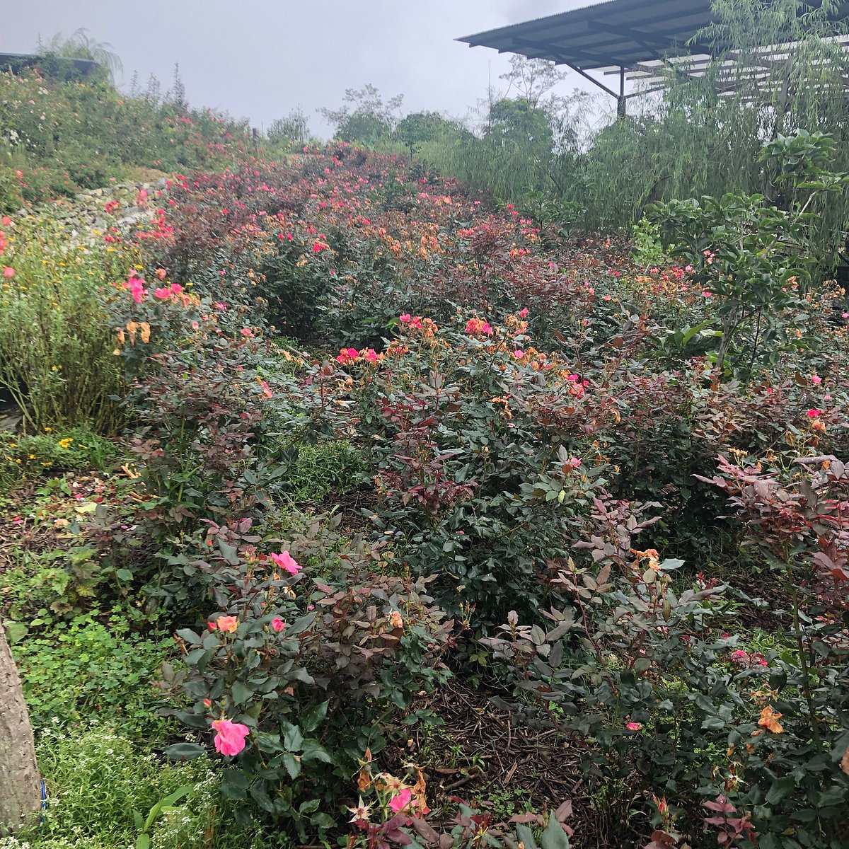 ROSE GARDEN, SOLOPHOK (Namchi) - 2022 What to Know BEFORE You Go
