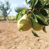 DenizliliOnur