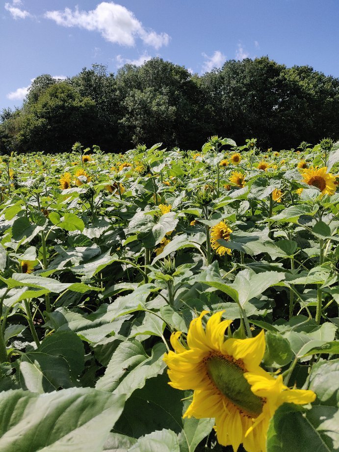 THE POP UP FARM (Redbourn): 2022 - tutto quello che c'è da sapere