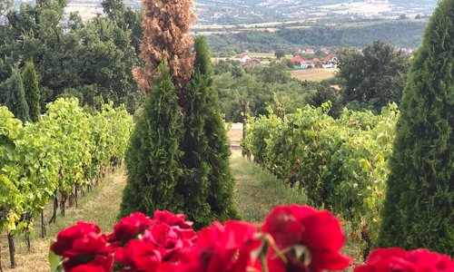 Arandjelovac, Serbien Tourismus in Arandjelovac Tripadvisor