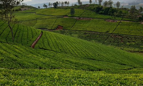 The tea plantations of Tamilnadu make for breath- taking views. Gently rolling expanses of green tea shrubs along the sloping mountains of the Nilgiris are balm to the eyes. Picture perfect postcards, I call them.