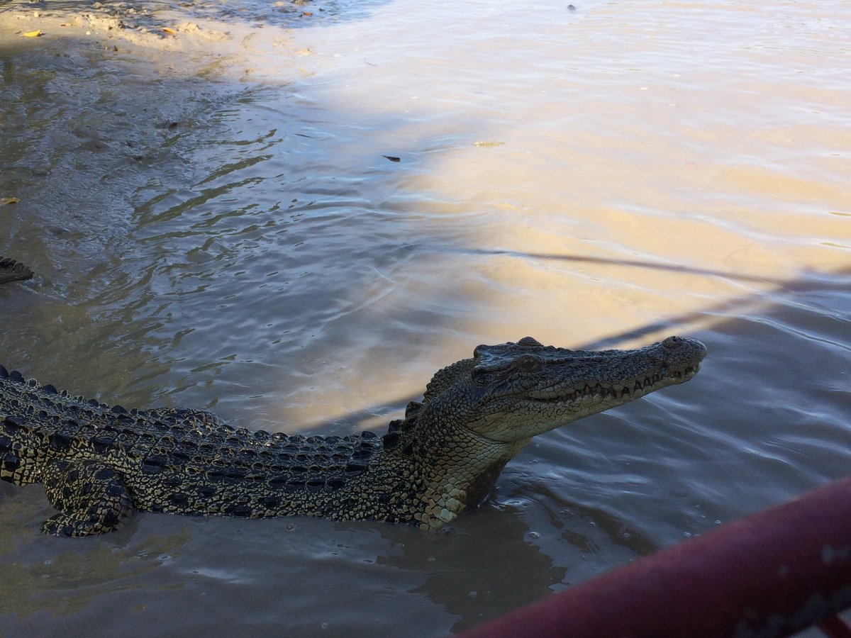 About Darwin Jumping Croc Cruise and Wildlife Tour - All You Need to ...