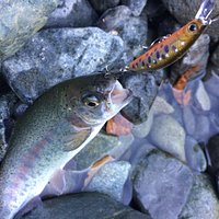 管理釣り場