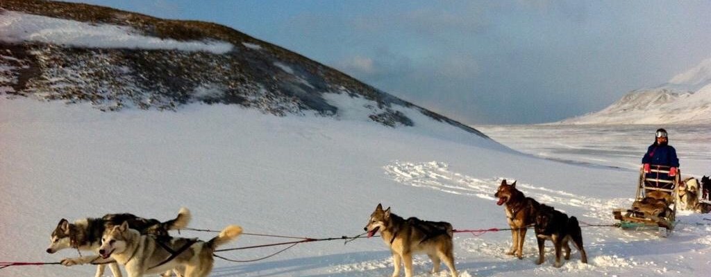 Huskies are waiting you for sledding