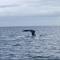 Port Angeles Whale Watch Company - All You Need to Know BEFORE You Go ...