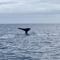 Port Angeles Whale Watch Company - All You Need to Know BEFORE You Go ...