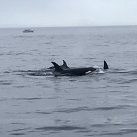 Port Angeles Whale Watch Company - All You Need to Know BEFORE You Go