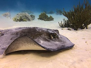 Sting ray  around reef