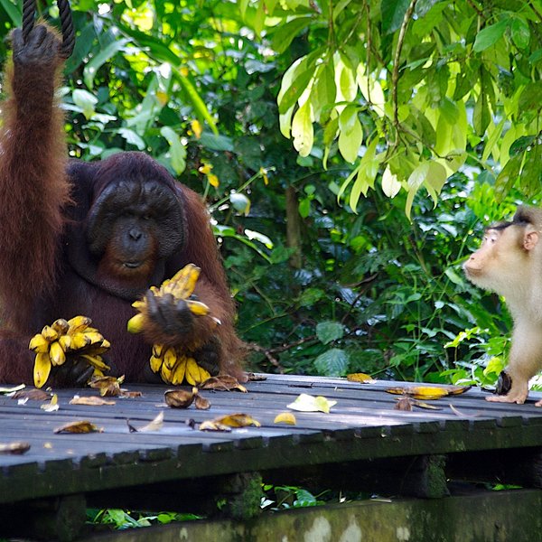 Deramakot Forest Reserve Sandakan All You Need To Know Before You Go