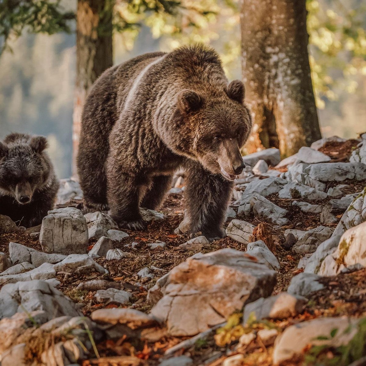 European Brown Bear Alpha Male In Karst Forest, Slovenia Ornament