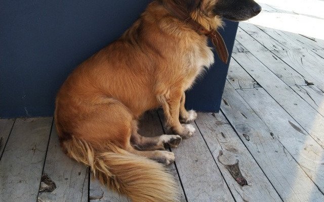 Il cane sempre presente !