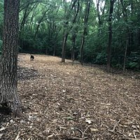 Small dog area