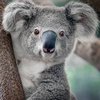 Aussie_Exploring