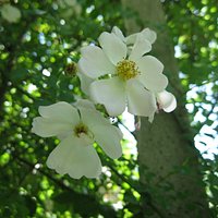 ANTICA ROSA
