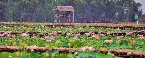 Lotus field