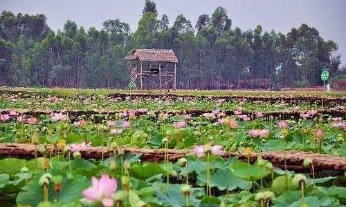 Lotus field