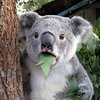 Koala Gourmet