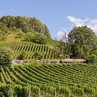 Der Weingarten - versteckt am Weinberg
