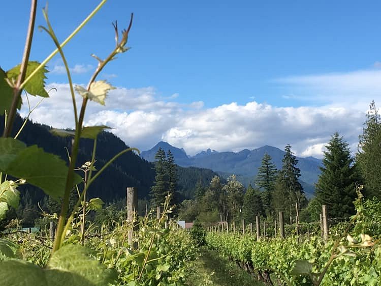 Glacier Peak Winery image