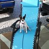 Rving-with-our-pup