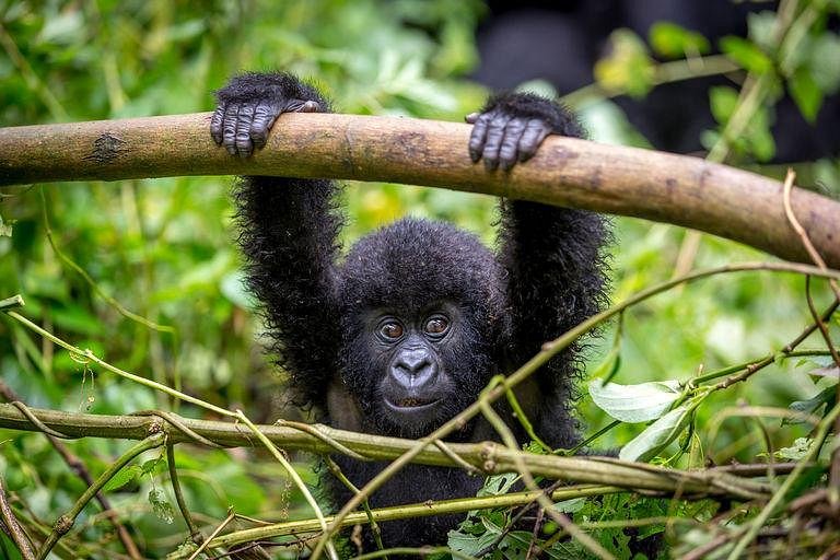 Gorilla Tracking Agency image