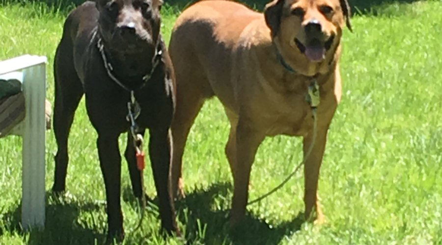 Lula & Major