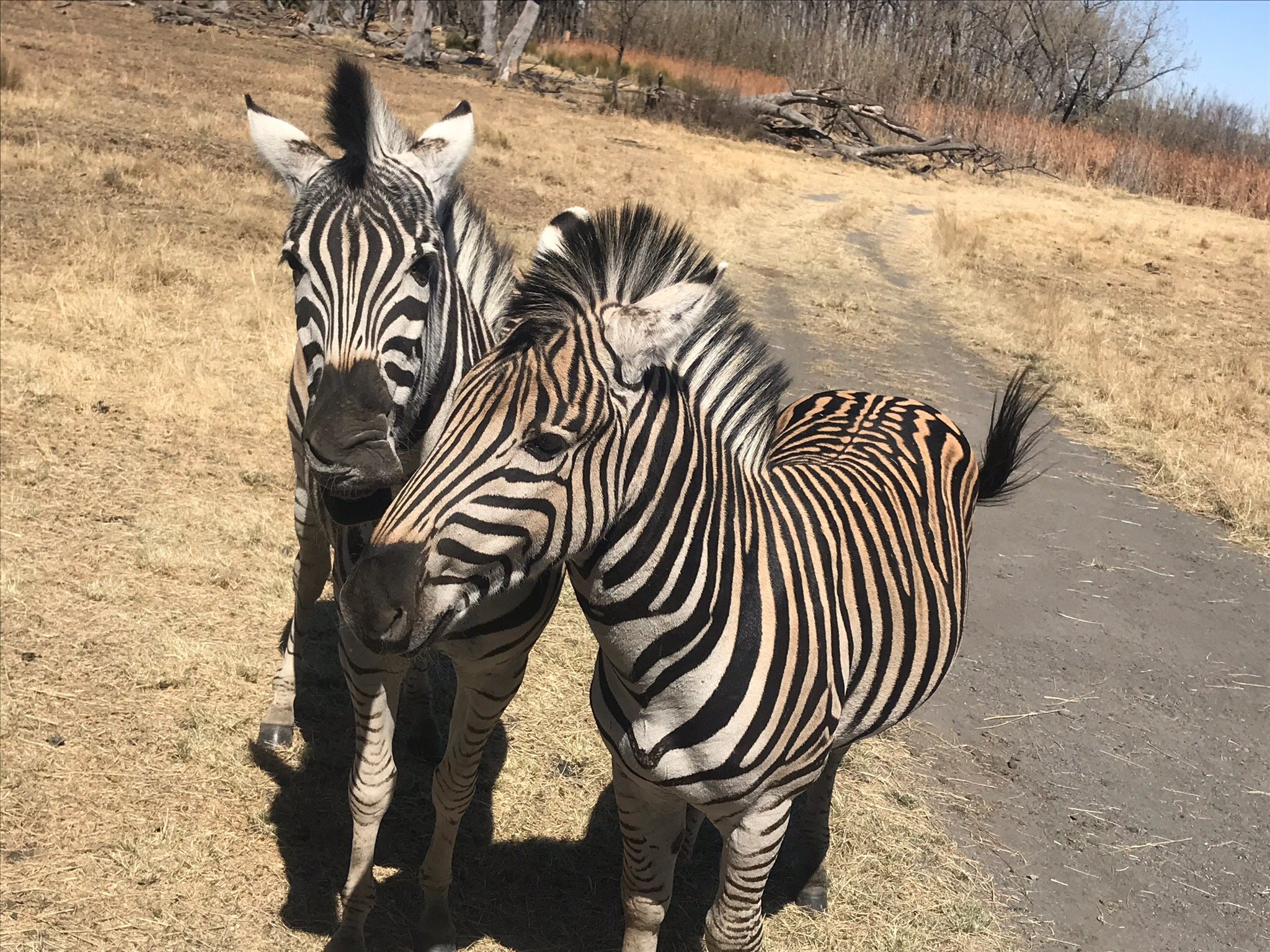 THE 10 BEST Things To Do In Vanderbijlpark 2022 With Photos   Emerald Animal World 