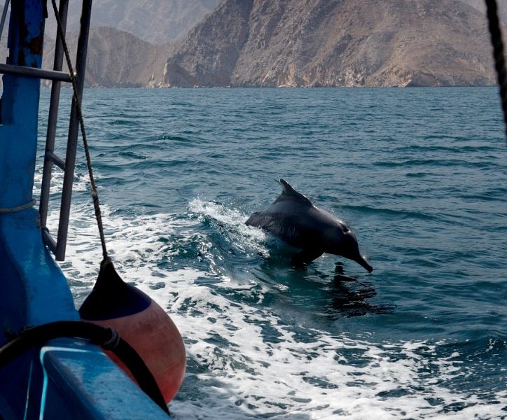 musandam adventure travel & tourism