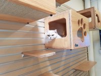 Meomi Cat Cafe  Burpple - 4 Reviews - Bugis, Singapore