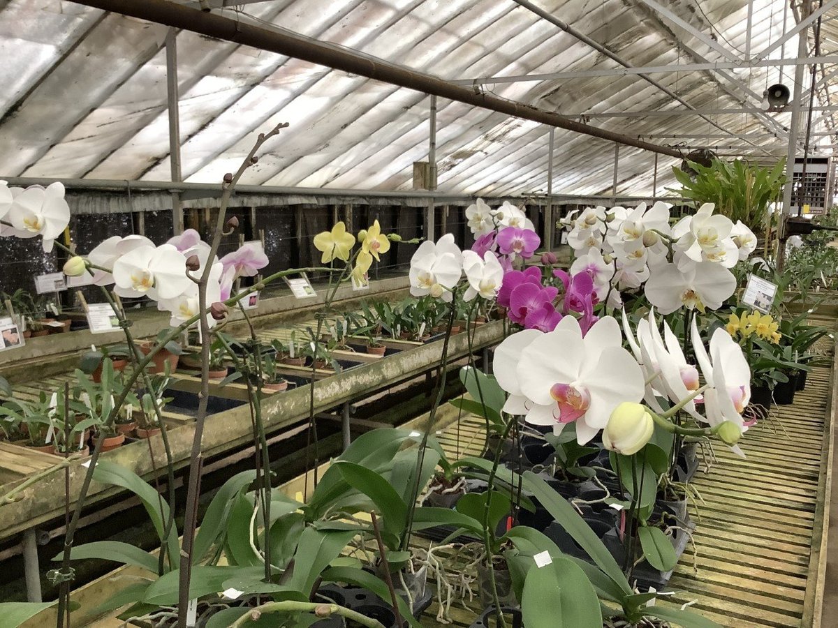 Carter & Holmes Orchids (Newberry) - All You Need to Know BEFORE You Go