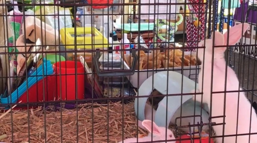 Pet Bunnies