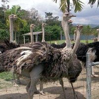 JELITA OSTRICH FARM (Seremban) - All You Need to Know BEFORE You Go