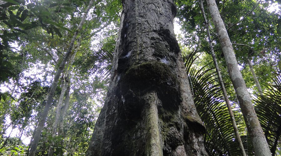 Trilha das corredeiras do Uruá